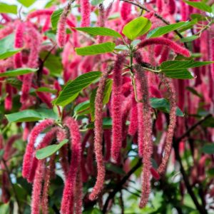 A beautiful red blooming Chenille plant.