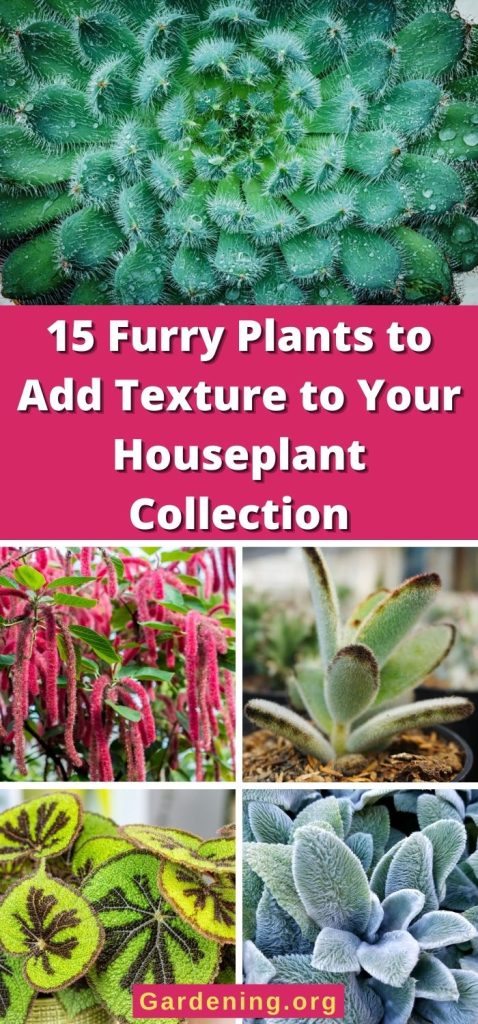 15 Furry Plants to Add Texture to Your Houseplant Collection pinterest image.