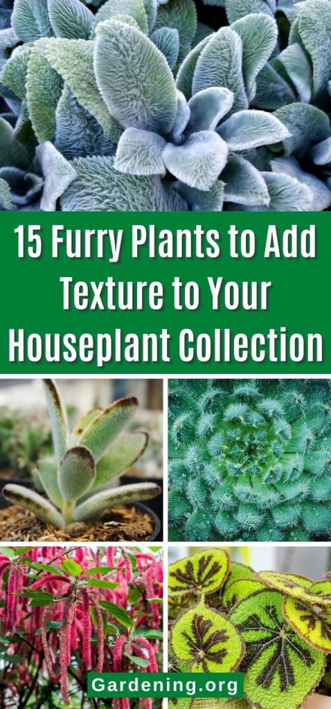 15 Furry Plants to Add Texture to Your Houseplant Collection pinterest image.