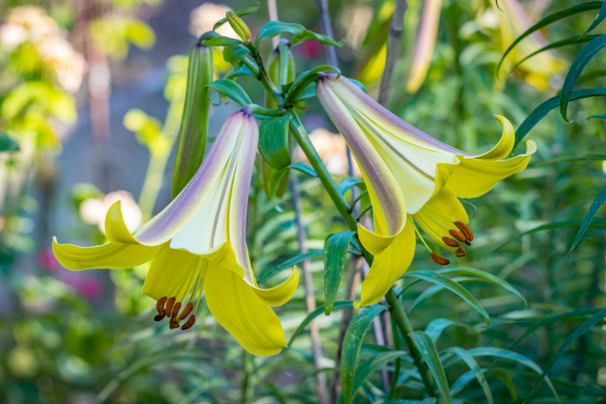 Two-toned Golden Splendor lily flowers