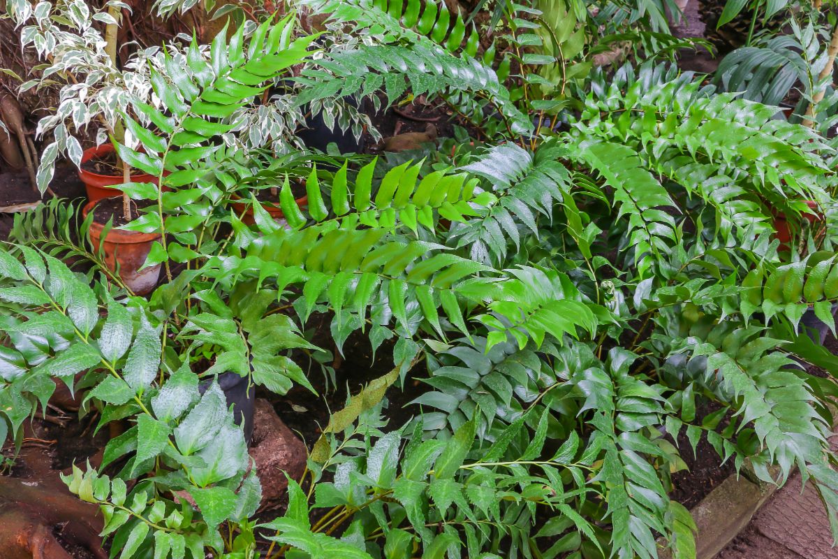 Holly fern leaves look like holly leaves