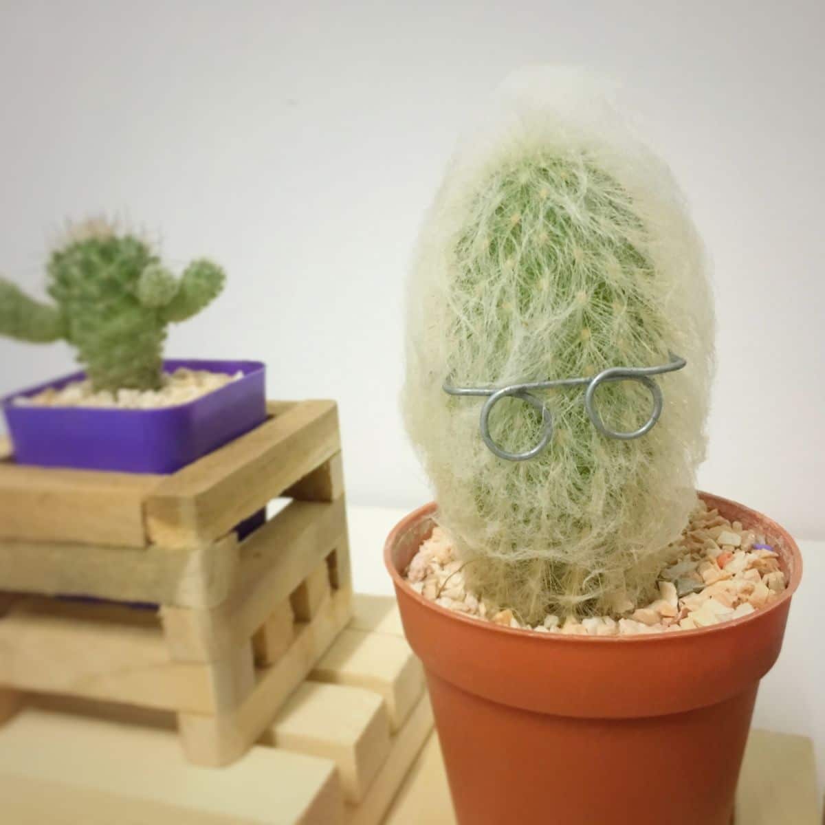 An old man cactus sports a pair of "glasses"