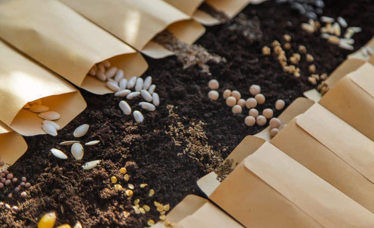 Various kinds of seeds spread out on top of soil