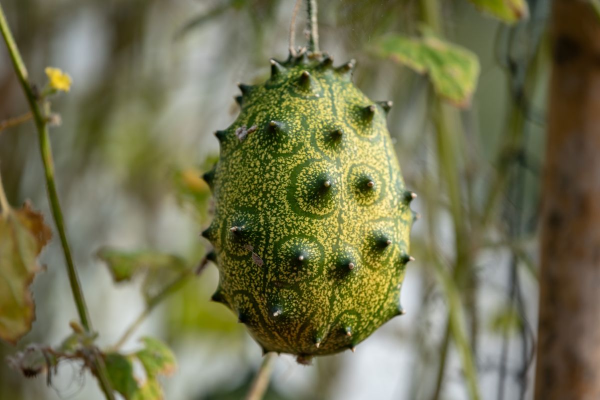 Spiky green horned melon on the vine