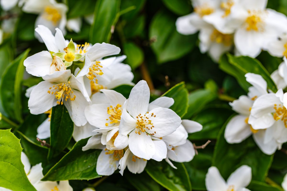 Mock orange is a good moon garden choice for its white blossoms and strong fragrance