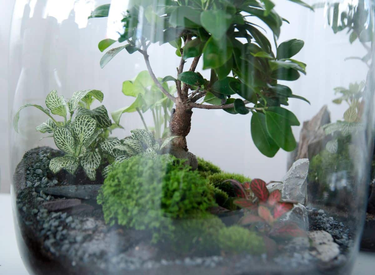 Nerve plant growing in a fairy garden terrarium