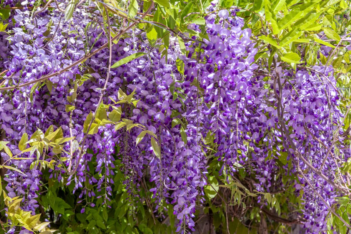 Long trailing flowers of scented wisteria
