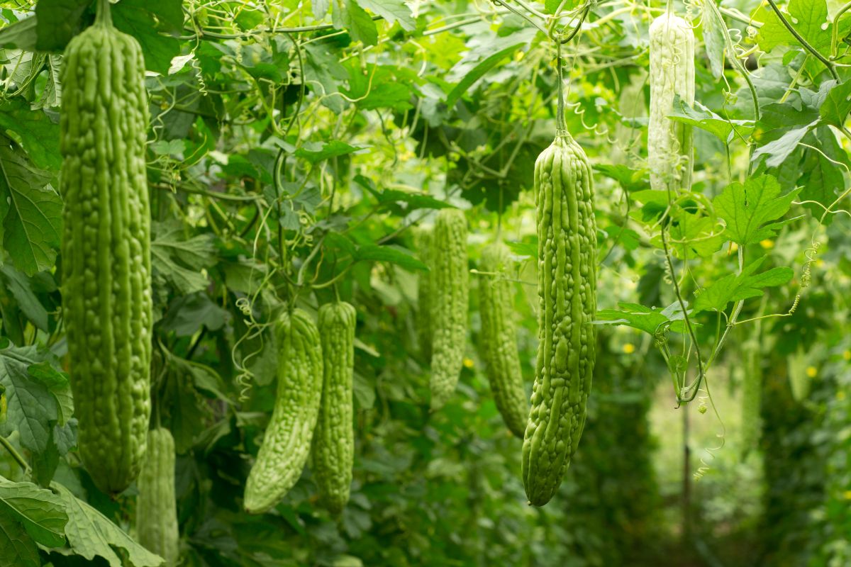 green bitter melons hanging from a trellis