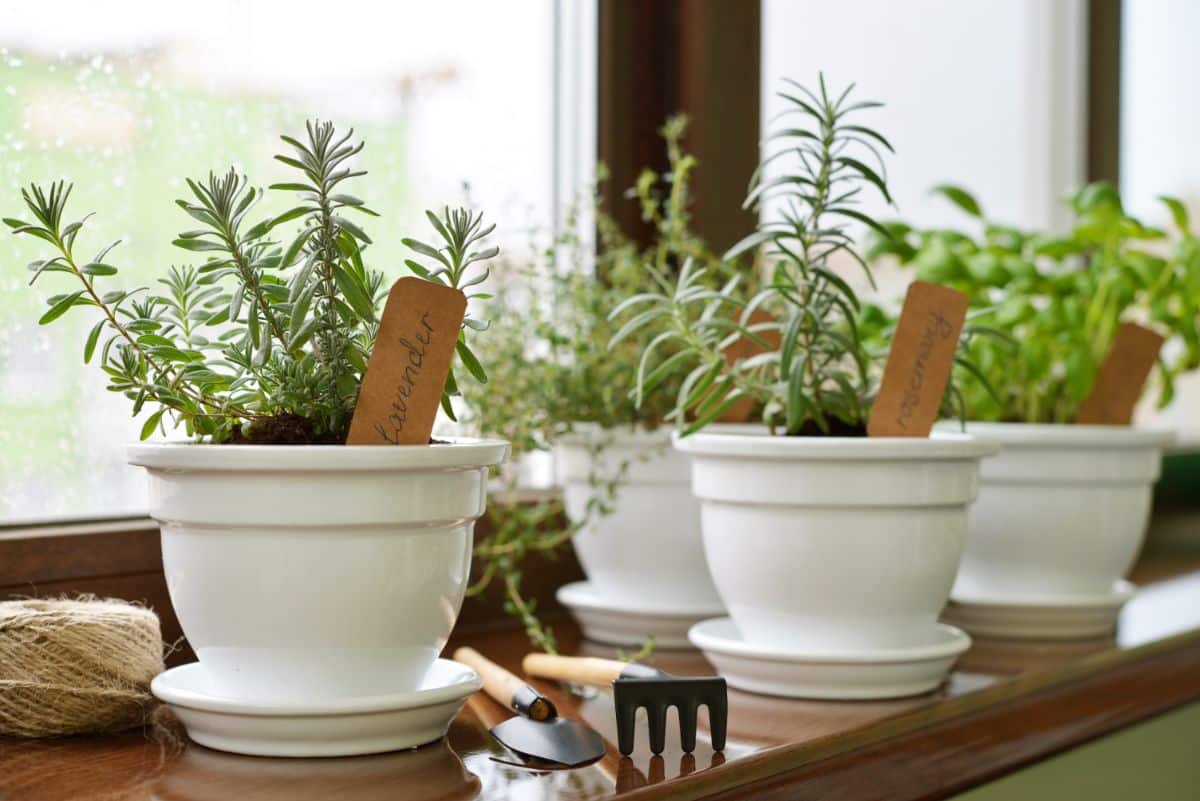 Homegrown herbs introduce kids to growing and cooking