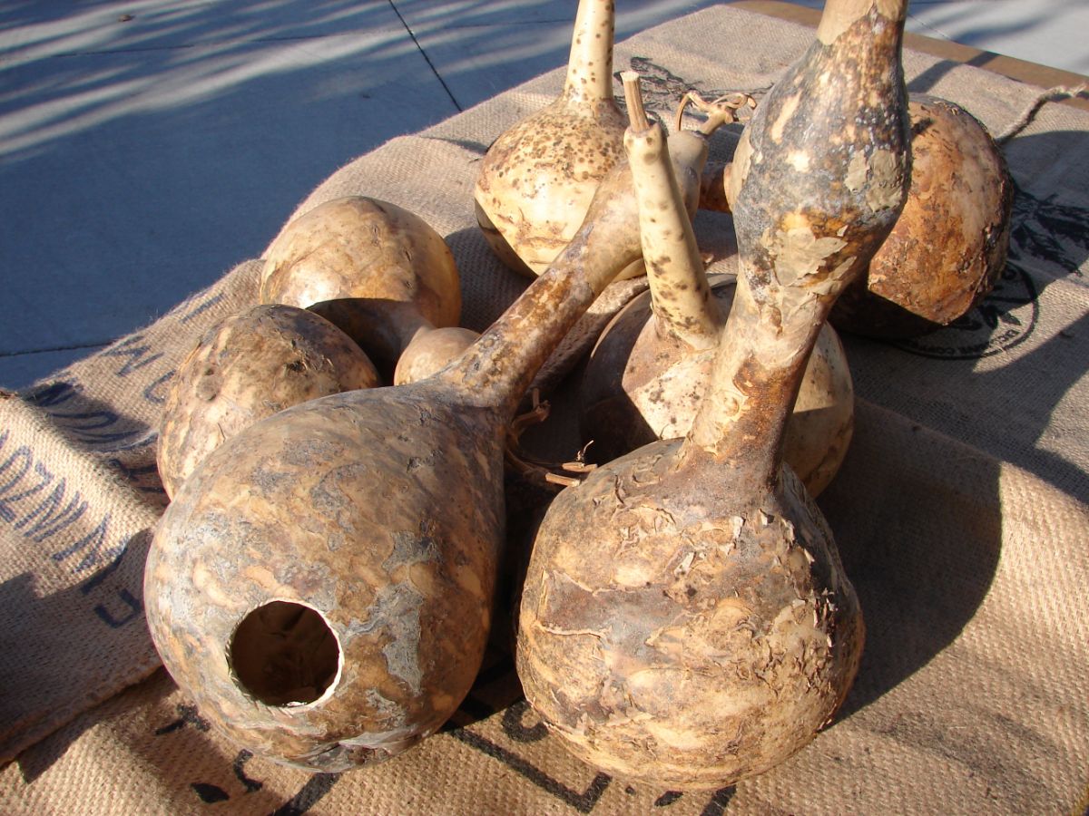 Birdhouses made from the birdhouse gourd