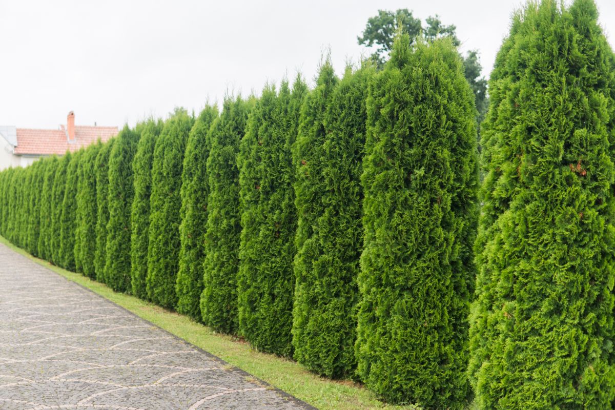 Arborvitae is one of the most popular privacy bushes