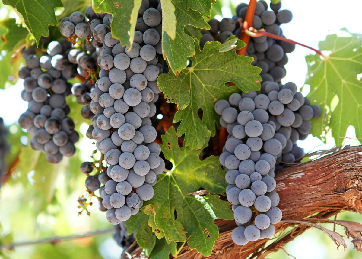 Full cluster of Cabernet Sauvignon grapes on the vine