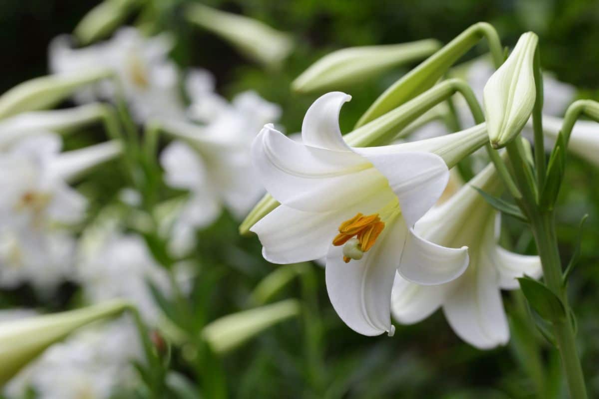 A creamy white Easter lily bloom bows from a central stalk