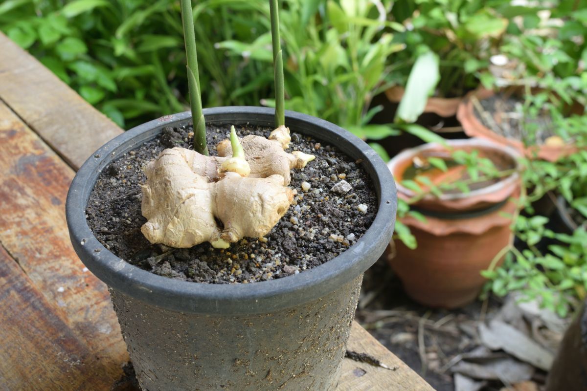 A hand of ginger growing into a new plant in a pot