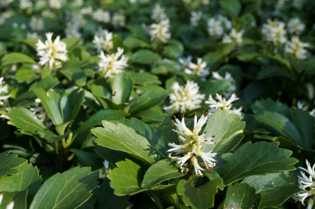 A ground cover alternative to a grass lawn