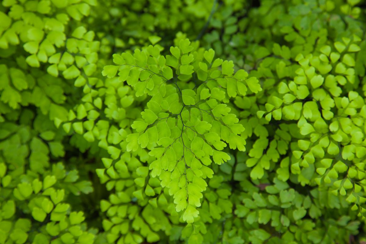 Maidenhair ferns have uniquely shaped leaves