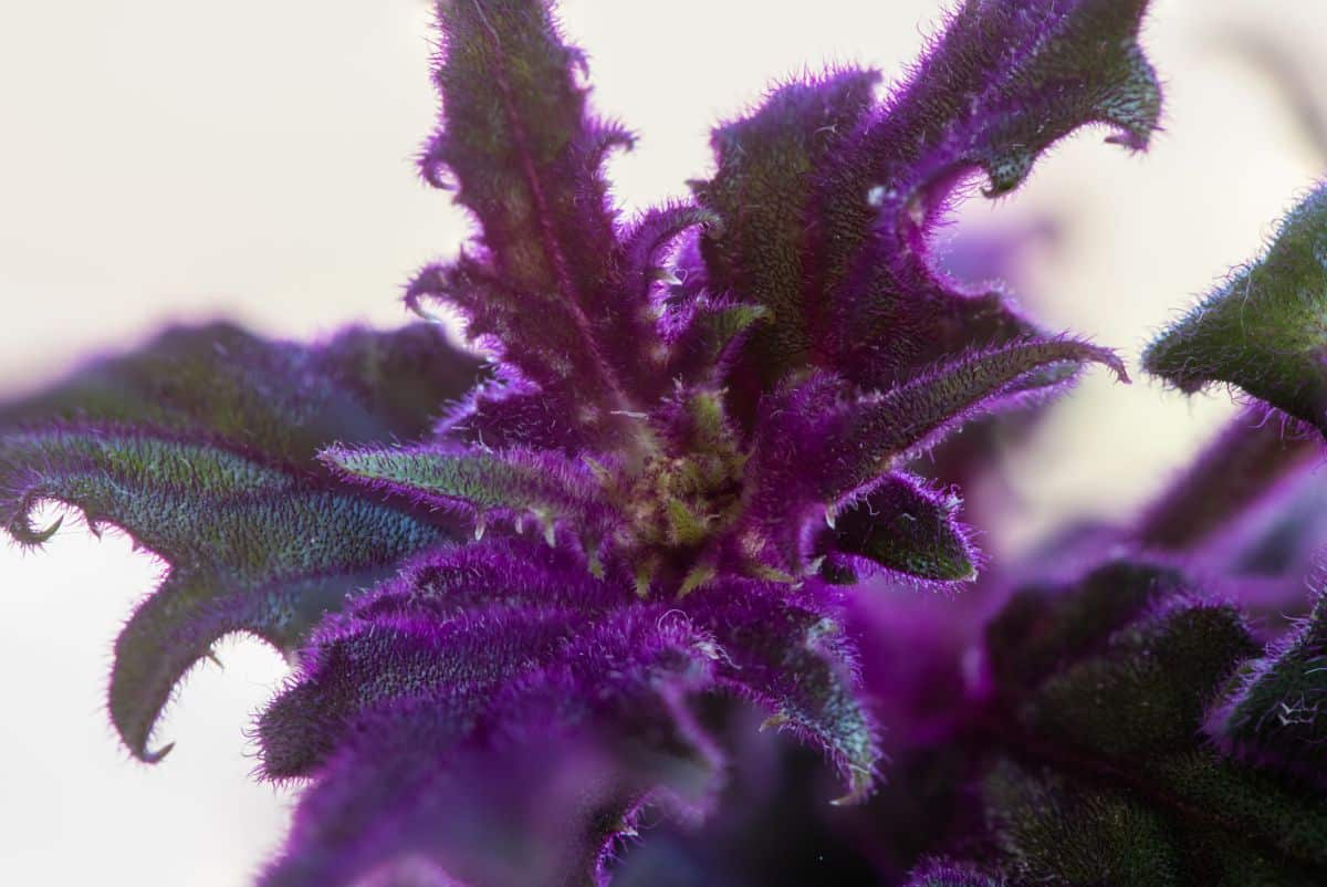 Bright purple textured velvet plant leaves