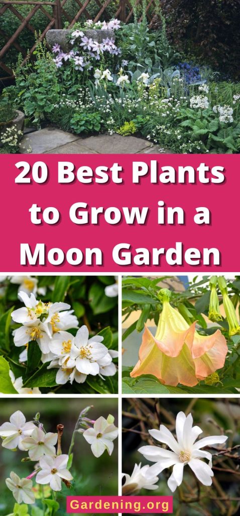 20 Best Plants to Grow in a Moon Garden pinterest image.