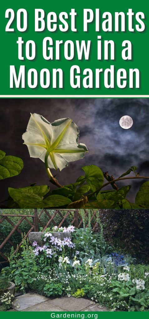 20 Best Plants to Grow in a Moon Garden pinterest image.