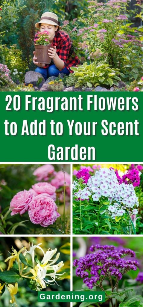 20 Fragrant Flowers to Add to Your Scent Garden pinterest image.