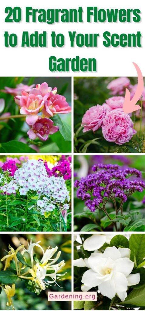 20 Fragrant Flowers to Add to Your Scent Garden pinterest image.
