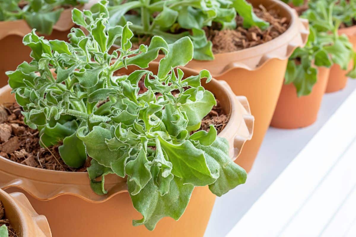 Ice plant, a good substitute for spinach