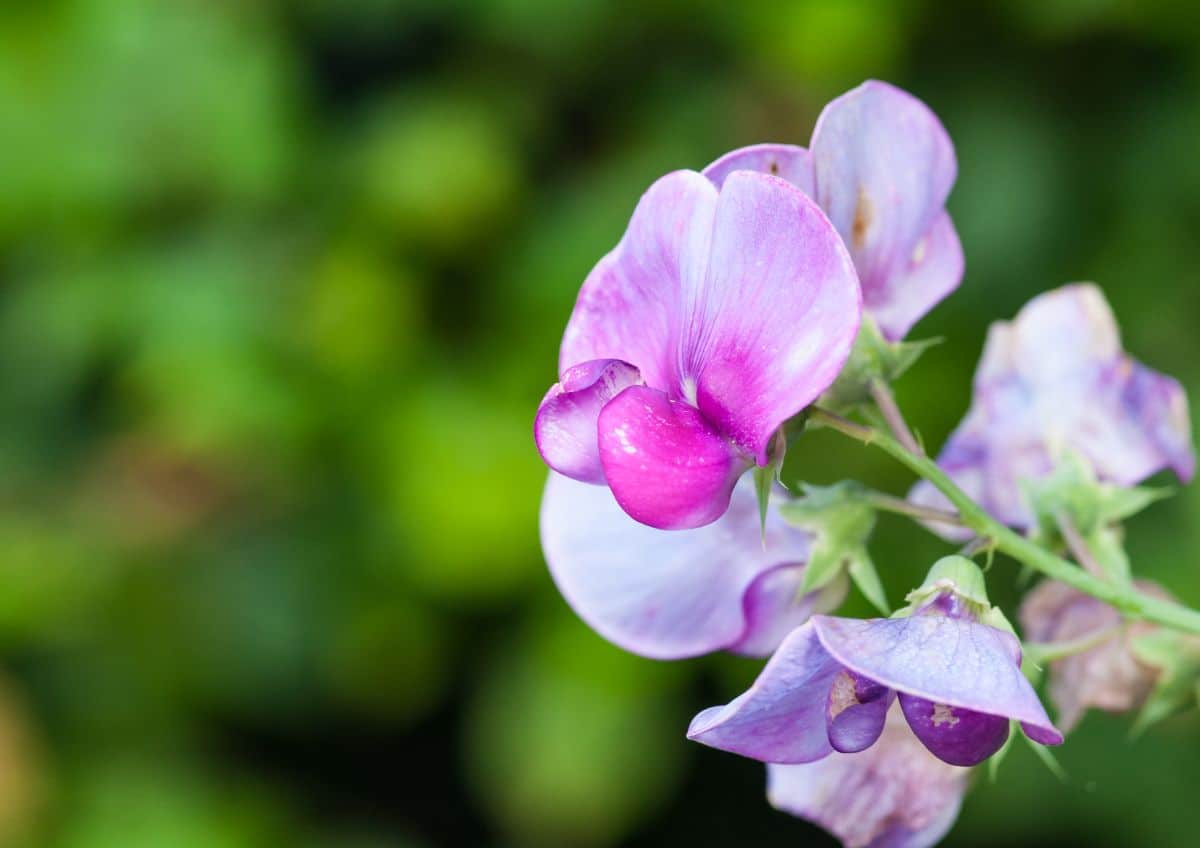 Sweet peas pack a big scent punch into a pretty little package