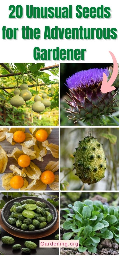 20 Unusual Seeds for the Adventurous Gardener pinterest image.