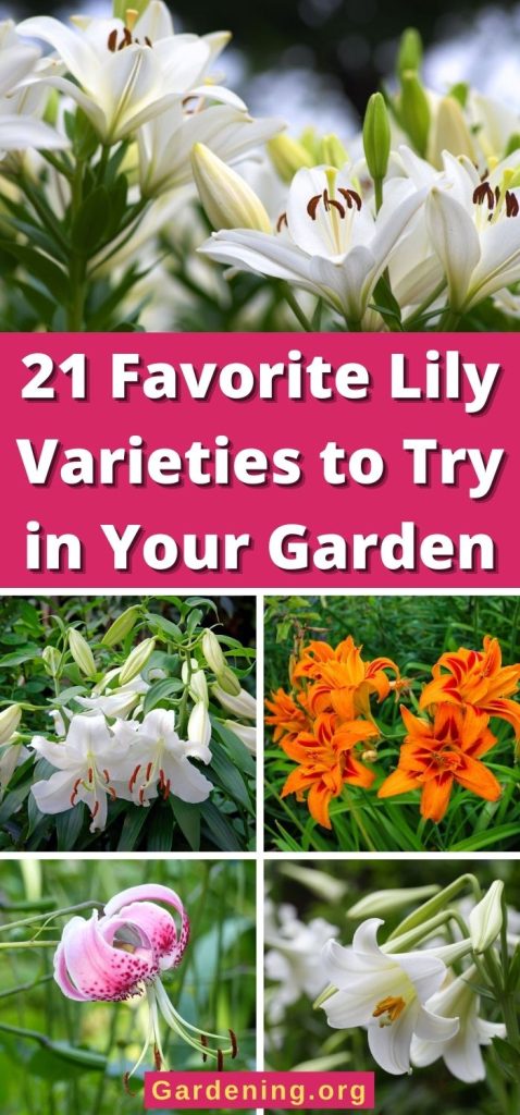 21 Favorite Lily Varieties to Try in Your Garden pinterest image.
