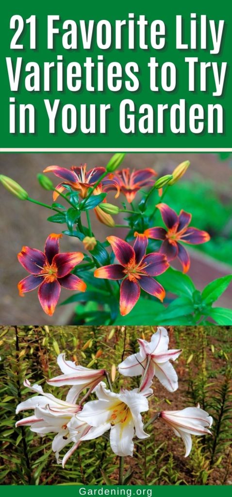 21 Favorite Lily Varieties to Try in Your Garden pinterest image.