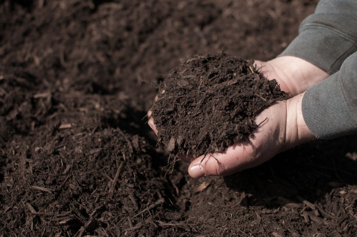 Gardener spreading dark bark mulch