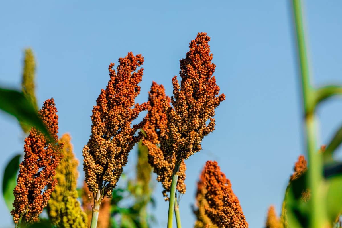 Brown seed heads on a broom corn sorghum plant.