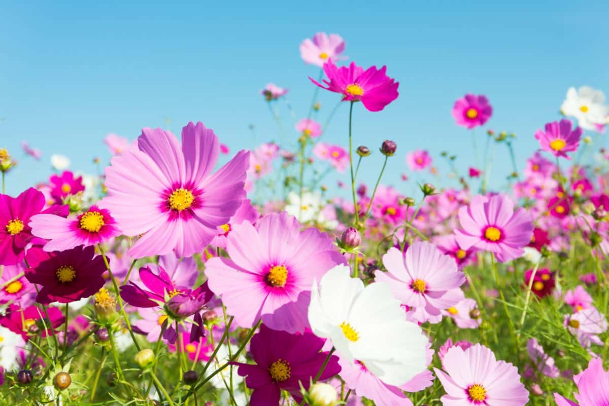 Cosmos are good candidates for pressing