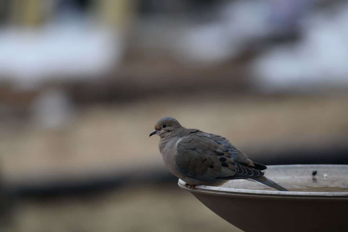 A bird sitting on the edge of heated bird bath in the winter