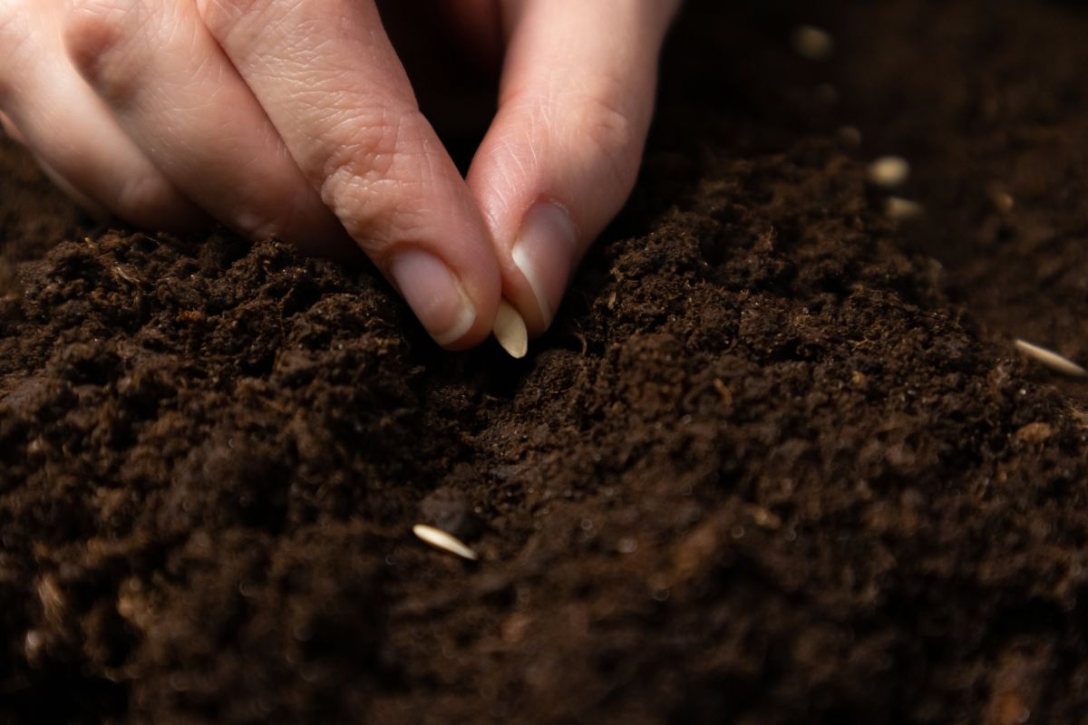 Gardener succession planting seeds in the ground