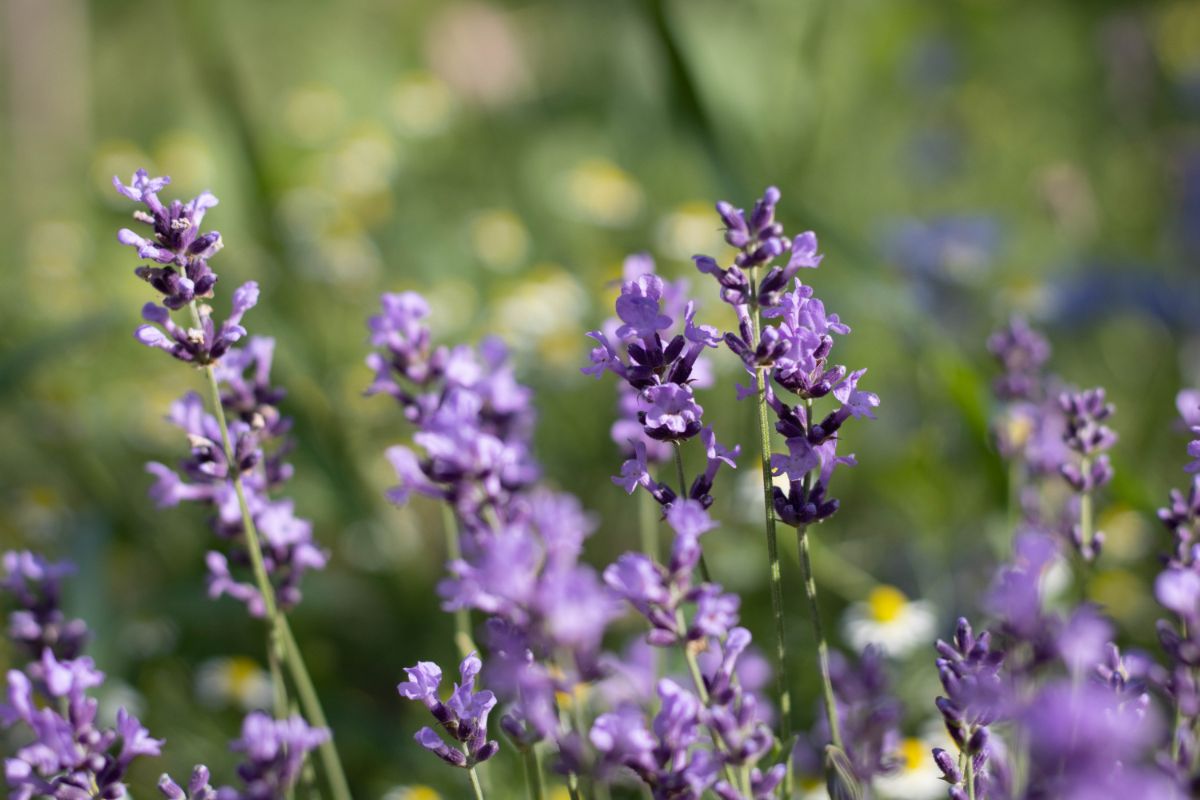 Hidcote lavender is recommended for craft and drying applications