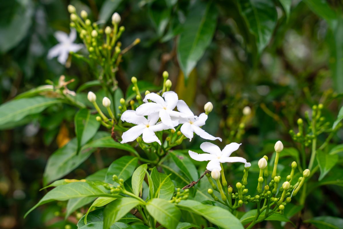 Jasmine is known for its fragrance