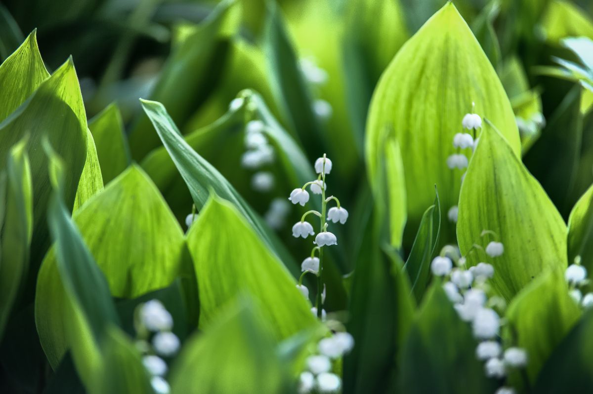 Small white bell-like booms on Lily of the Valley