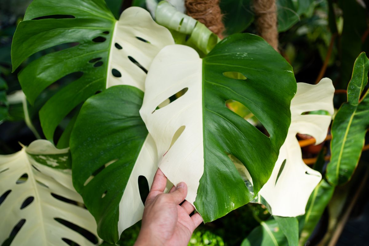 Half moon monstera with half white leaves