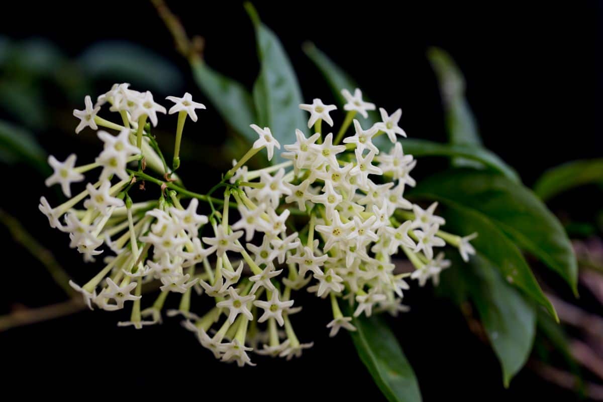 Jasmine blooms white and fills evening air with its fragrance