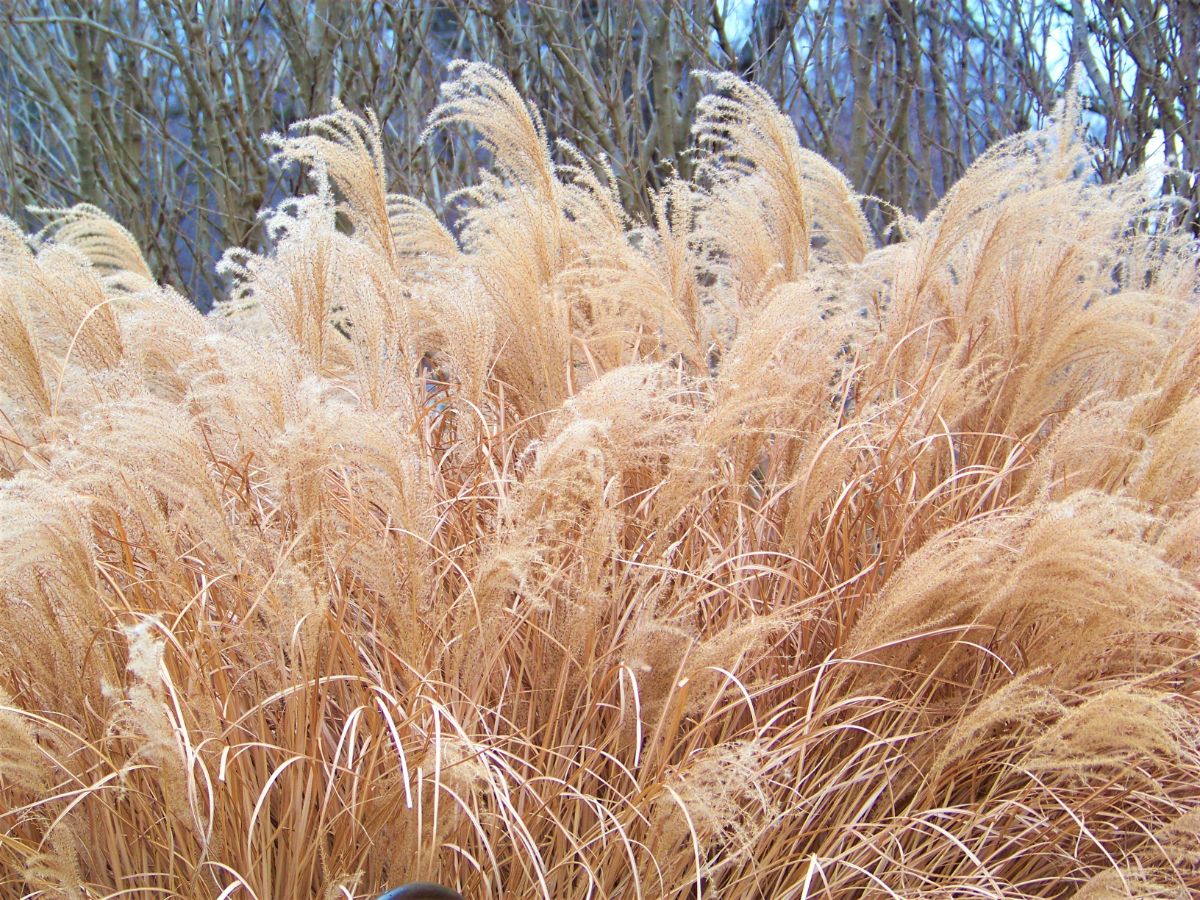 Ornamental grasses are tall enough to work as privacy fences