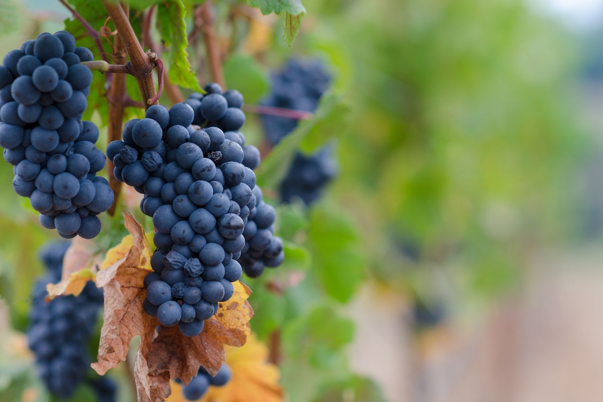 Dark blue Pinot Noir grapes
