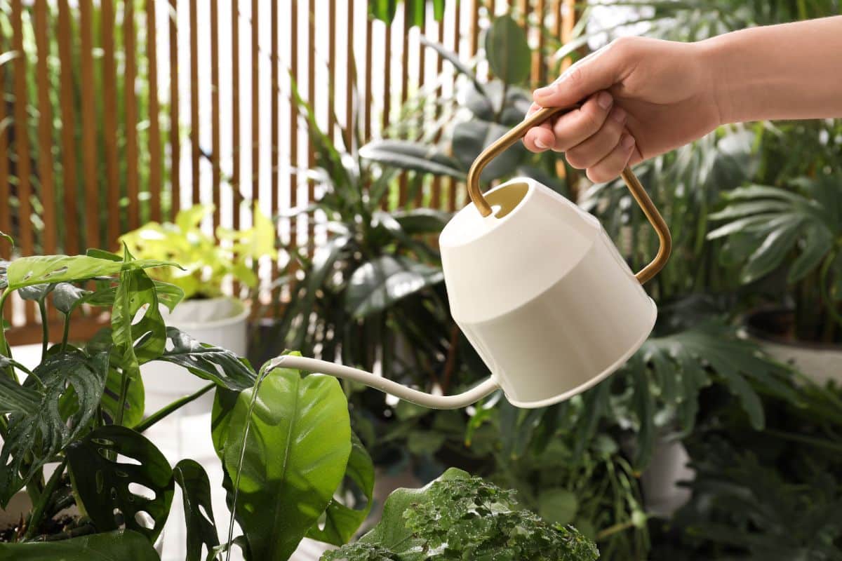 Person adding water to a humidifying pebble tray for indoor plants