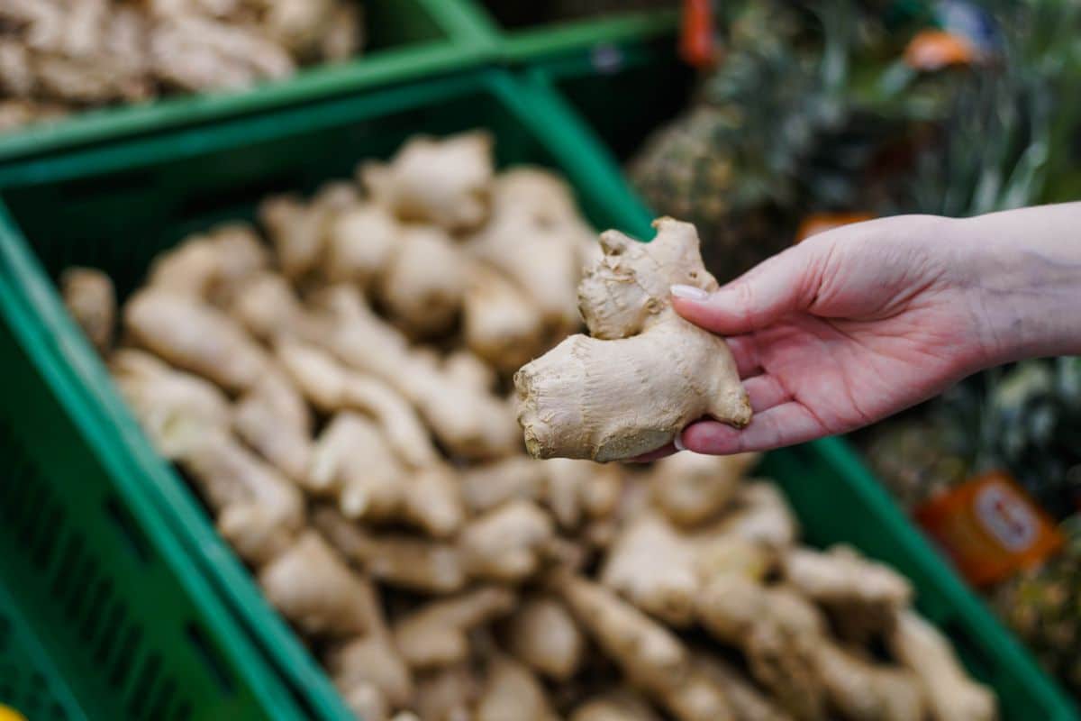 A person choosing a root of ginger at a grocery store