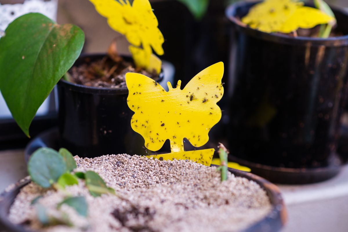 Sticky gnat trap stickers work to catch and kill fungus gnats