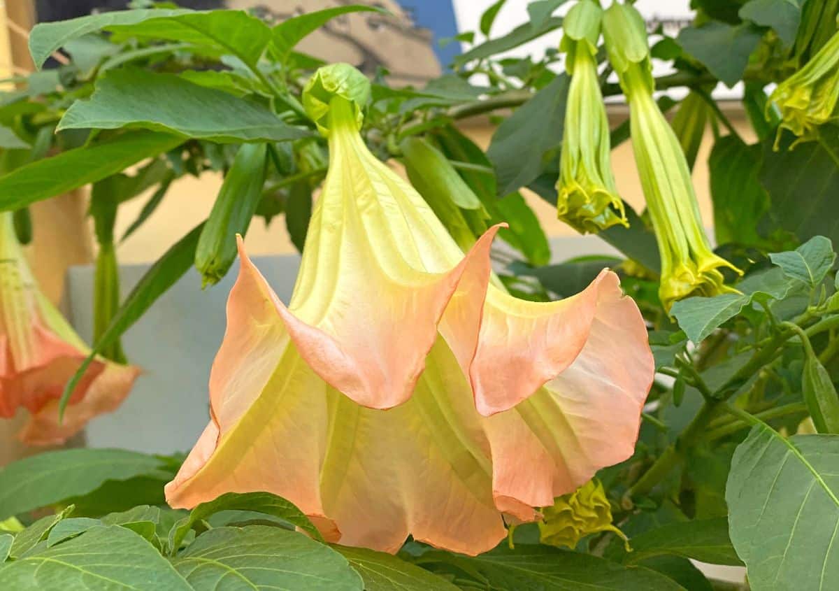 Angel's trumpet has large trumpet-shaped flowers and an inviting fragrance
