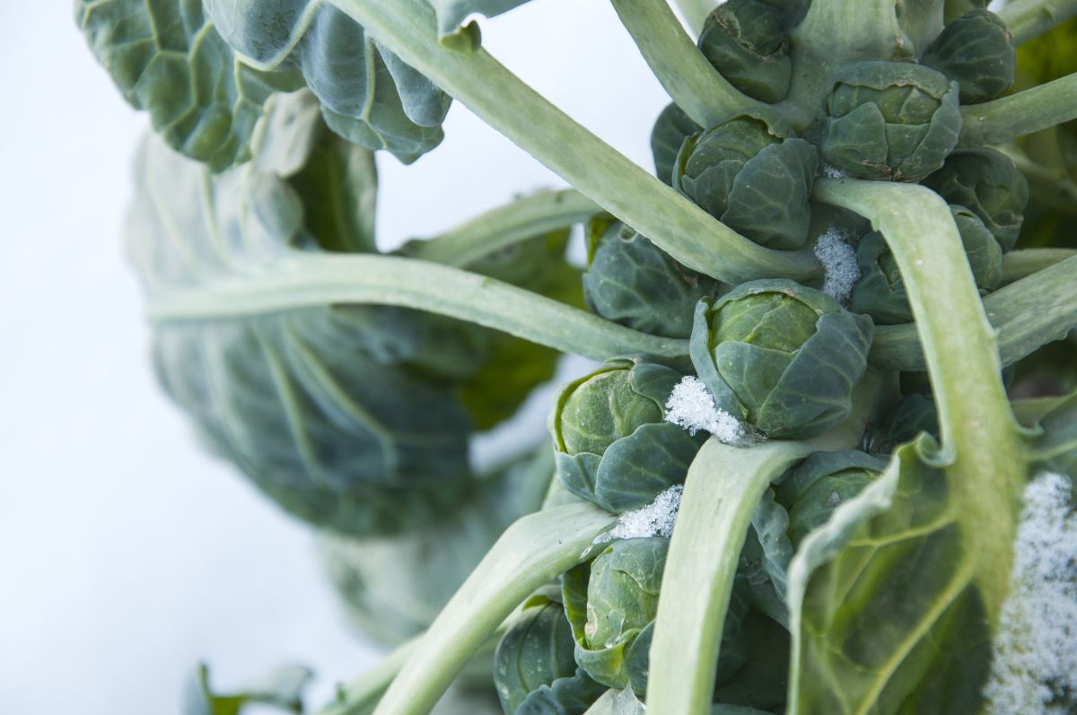 Cold-hardy Brussels sprouts plants