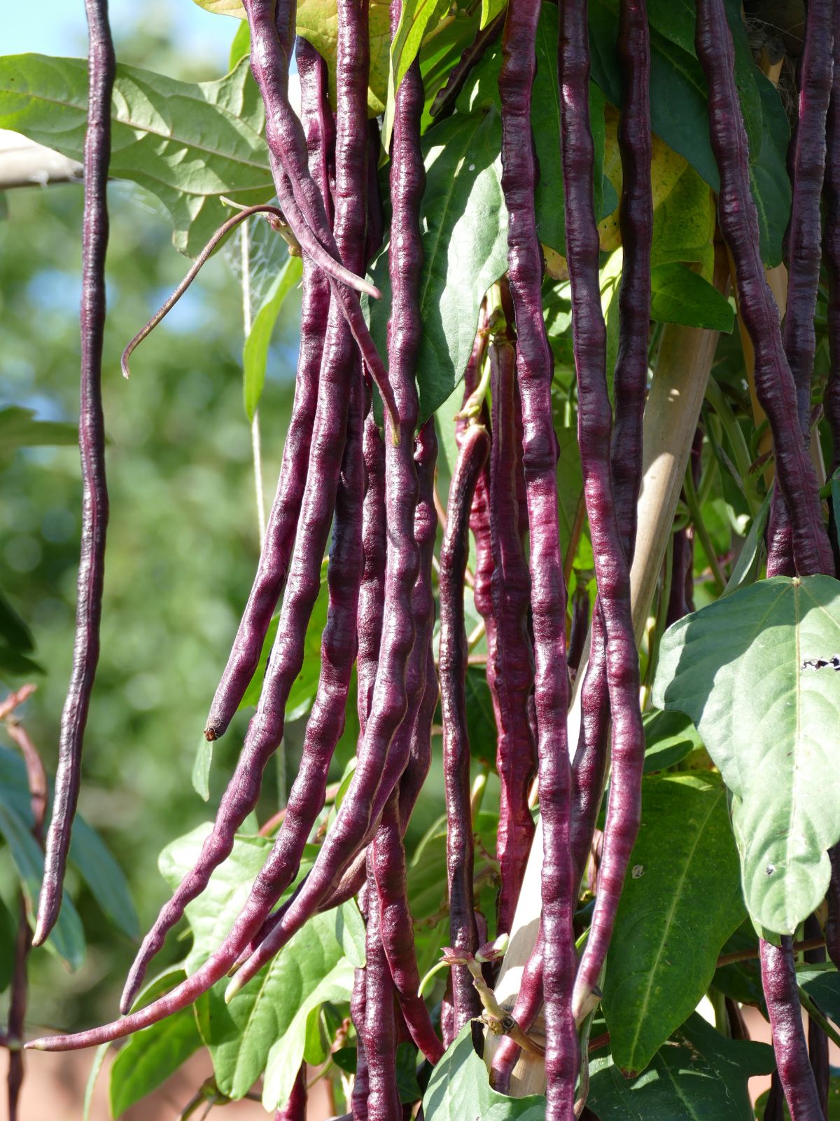 Long purple-red Chinese red noodle beans growing on a trellis