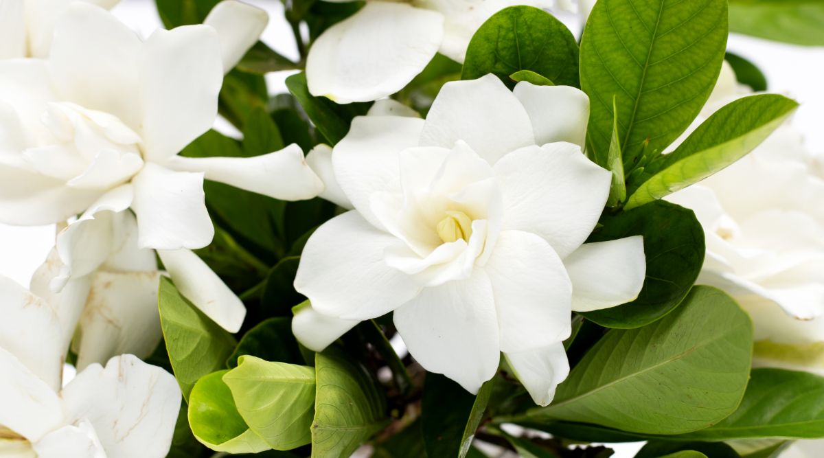 Gardenia is a popular scent for all sorts of beauty products