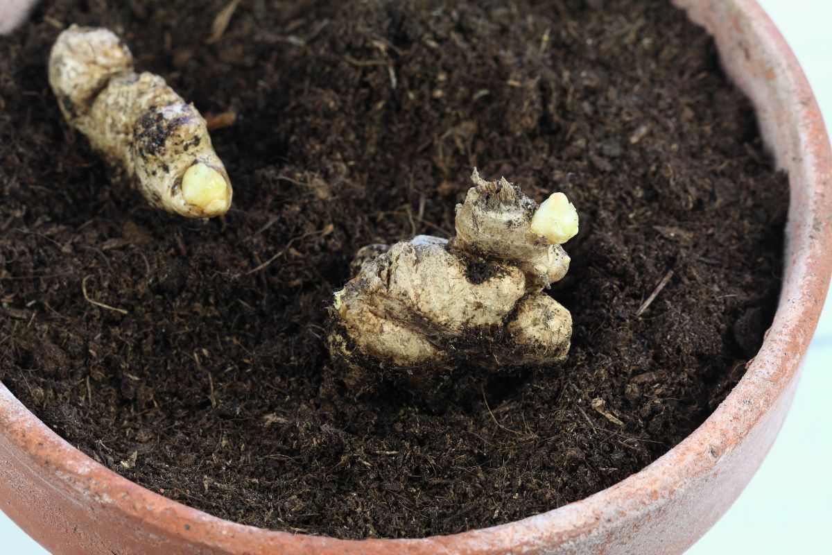 Ginger roots set into the soil at the top of a pot